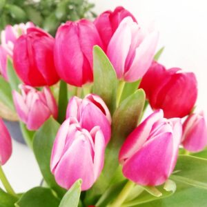 Tulipani rosa e fucsia recisi con foglie verdi